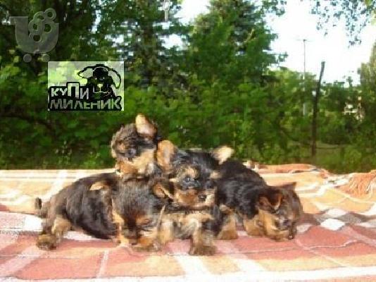 Jack Russell καθαροαιμα 6979314054 ΚΡΗΤΗ-ΑΘΗΝΑ-θεσσαλονικη